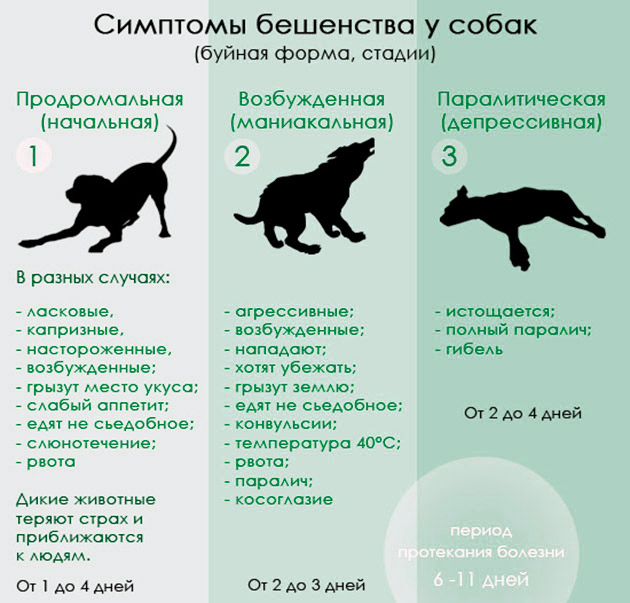 Бешенство у собак